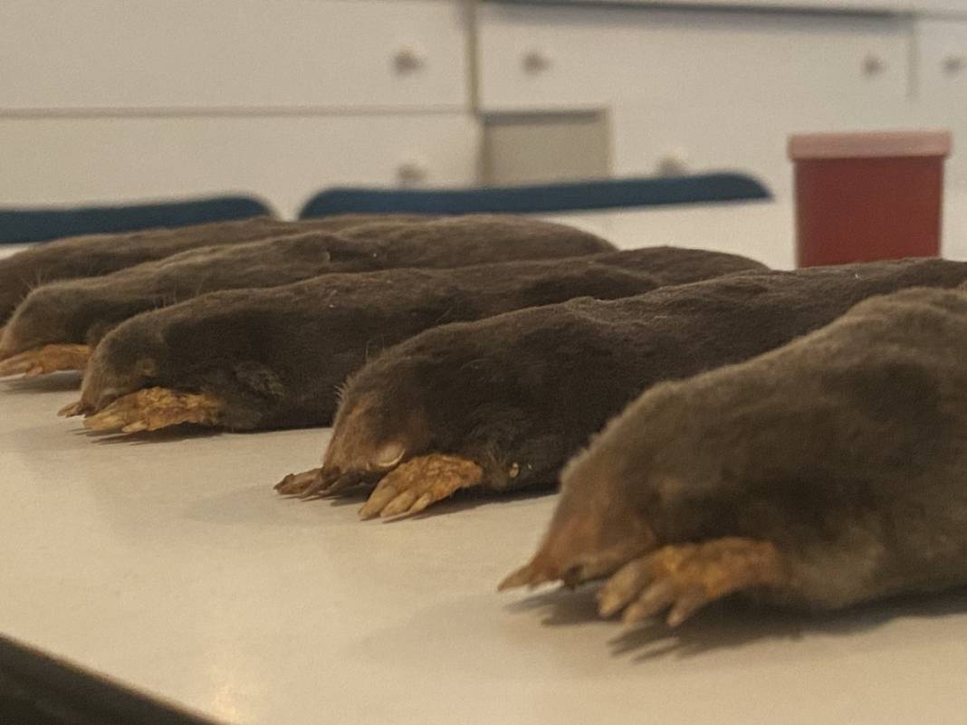 Karadeniz'de yayılmaya başladı! İlk kez yaşanıyor, yurt dışından özel ekip geldi 7